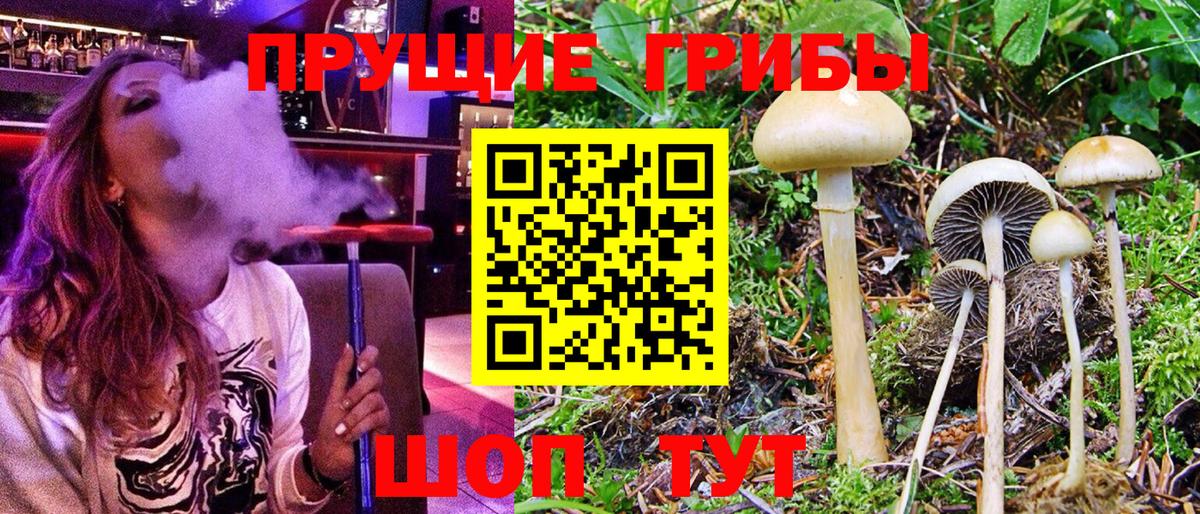 Галлюциногенные грибы Psilocybe Москва